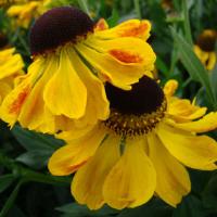 Helenium Eldorado