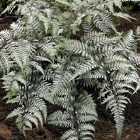 Fern Athyrium Ghostmaster