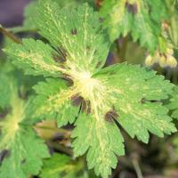 Geranium phaeum Shadowlight