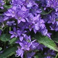 Campanula glomerata Freya
