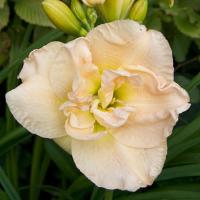 Hemerocallis Jean Swann