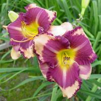 Hemerocallis Kansas City Kicker