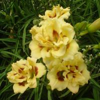 Hemerocallis Little Miss Manners
