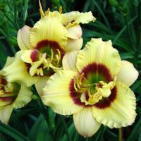Hemerocallis Little Music Maker