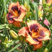 Hemerocallis Madeline Nettles Eyes