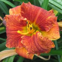 Hemerocallis Spacecoast Freaky Tiki