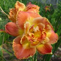 Hemerocallis Susan Pritchard Petit