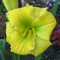 Hemerocallis Tequila And Lime
