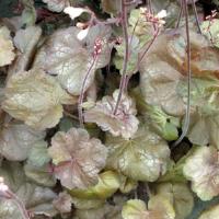 Heuchera Brown Sugar
