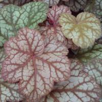 Heuchera Encore