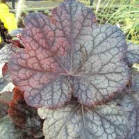 Heuchera Magnum