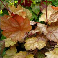 Heuchera Vulcano