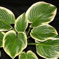 Hosta Border Street