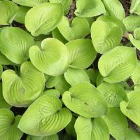 Hosta Glad Tidings