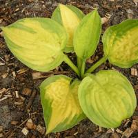 Hosta Lakeside Banana Bay