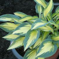 Hosta Magic Island