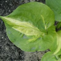 Hosta Mango Tango