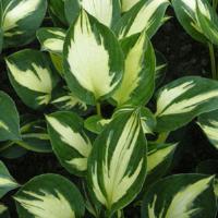 Hosta Morning Star