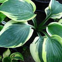 Hosta Orion's Belt