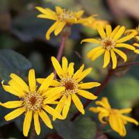 Ligularia Midnight Lady