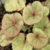 Ligularia Osiris Evolution