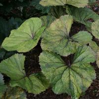 Ligularia Osiris Pistache