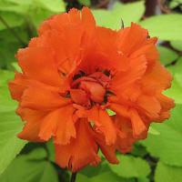 Lychnis Fireworks