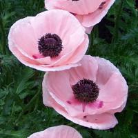 Papaver orientale Paradiso
