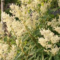 Persicaria Polymorpha 