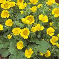 Potentilla Gold Sovereign