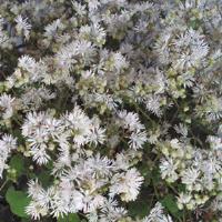 Thalictrum kiusianum 
