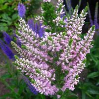 Veronica plumosa Hot Pink