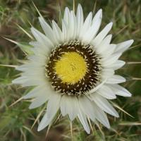 Berkheya cirsifolia White Surprise