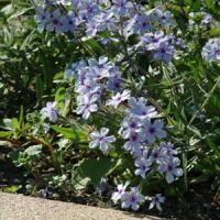 Phlox divaricata Chattahoochee