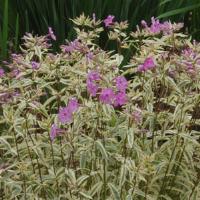 Phlox glaberrima Triple Play