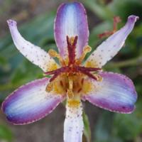 Tricyrtis Taipei Silk