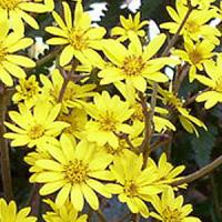 Ligularia Last Dance