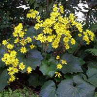 Ligularia Last Dance