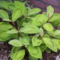 Persicaria Brushstrokes