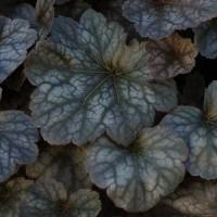 Heuchera Swirling Fantasy