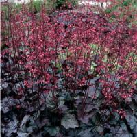Heuchera Swirling Fantasy