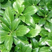 Pachysandra terminalis 