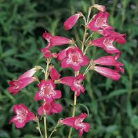 Penstemon Cathedral Hot Rose