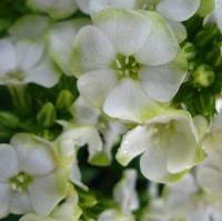 Phlox paniculata Jade