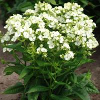 Phlox paniculata Jade