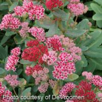 Sedum Abbey Dore
