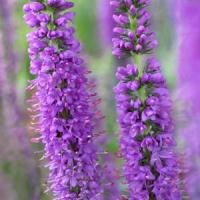 Veronica Atomic Lilac