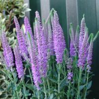 Veronica Atomic Pink