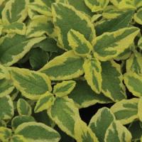 Cistus Second Honeymoon