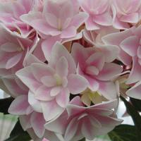 Hydrangea macrophylla Freedom